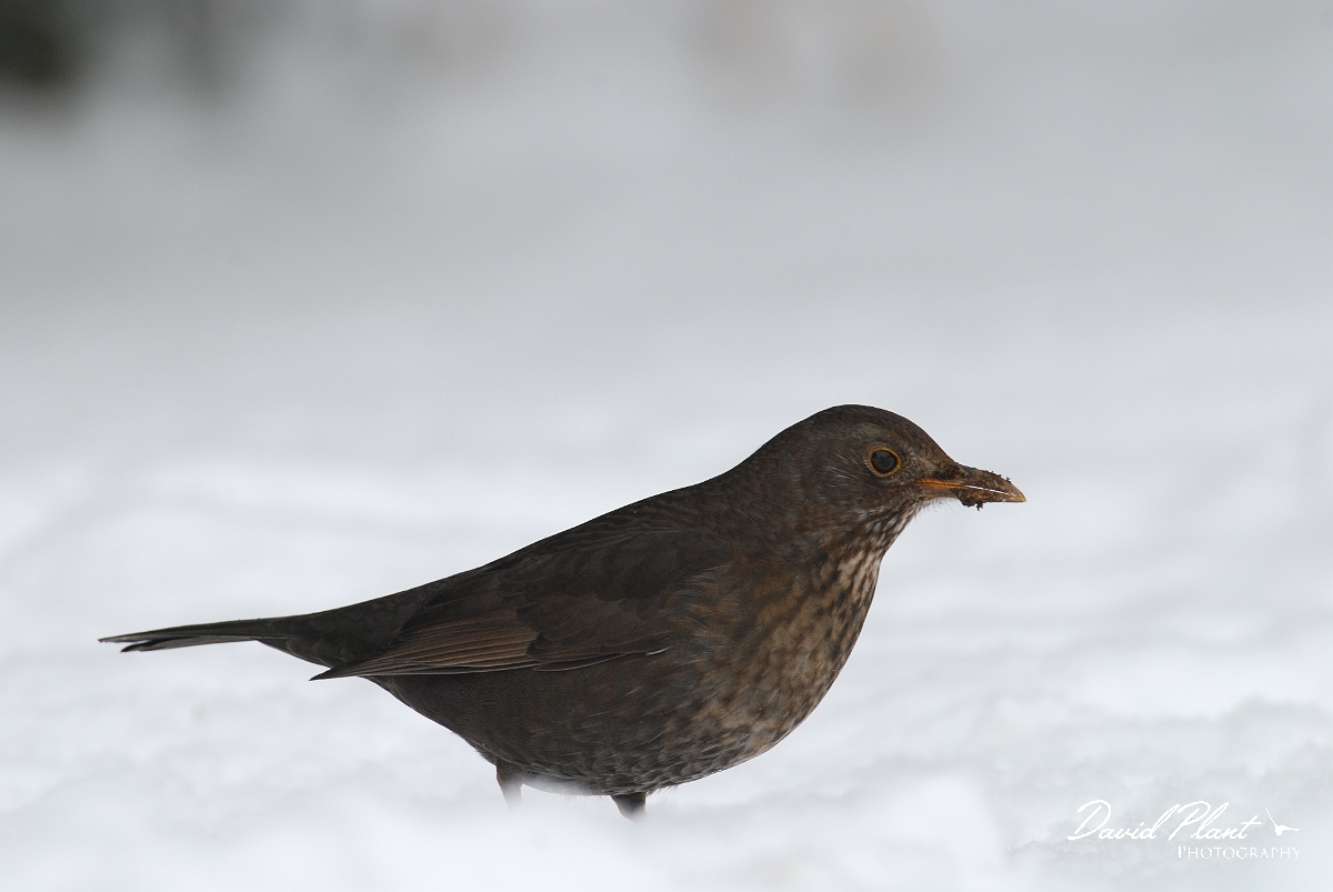 David Plant Photography - Wildlife Photographer - Blackbird female - B.JPG - Blackbird, female in the snow - Gloucestershire
